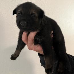 Female 4 - Sable female German Shepherd puppy in Denver, Colorado from Morales Kennels