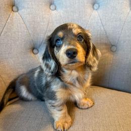 Frankie - Dapple male Dachshund puppy in Fort Gibson, Oklahoma from Cooper’s Dachshunds