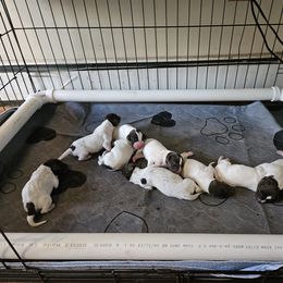 German Shorthaired Pointer Puppies from Parker's Pointers