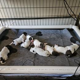 German Shorthaired Pointer Puppies from Parker's Pointers