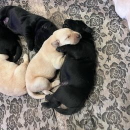 First pick yellow male - Yellow male Labrador Retriever puppy in Louisiana from Fetchmoore’s Labrador Retrievers