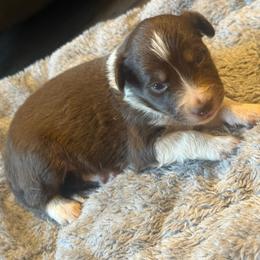 Glory - White and red female Border Collie puppy in Lakeport, California from Akins Aussies/Wild Rose Ranch