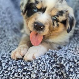 Boy 2 - Blue merle male Australian Shepherd puppy in New Tazewell, Tennessee from D&D Australian Shepherds