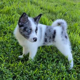 Rain - Merle male Pomsky puppy in Omaha, Nebraska from Wolfpack Pomskies