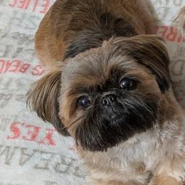 Kiara - Shih Tzu