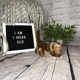 Flynn Ryder - Red merle male Miniature Australian Shepherd puppy in Peoria, Arizona from B My Sunshines Mini Aussies