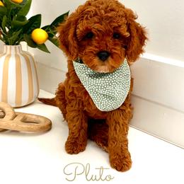 Pluto - Red male Cavapoo puppy in Buford, Georgia from Petite Posh Puppies