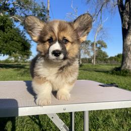 Pembroke Welsh Corgi Puppies from MG Corgis