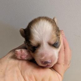 Girl 1 - Wolf sable female Pomsky puppy in Spring Hill, Florida from www.PuppyTimeEmporium.com