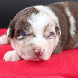 Burton - Red merle male Australian Shepherd puppy in Plantersville, Texas from Jak Se Auss