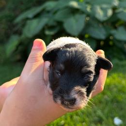 Gracie Tri Mini ESA therapy lines possible blue eyes - Parti female Schnoodle puppy in Temple, Texas from Schnauzers Of Taylor