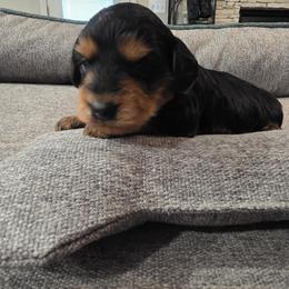 Poodle, Yorkipoo, and Yorkshire Terrier Puppies from Sonshine Yorkies