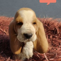 Pink - Lemon and white male Basset Hound puppy in Lucerne Valley, California from Seussorie of Puddle Pups