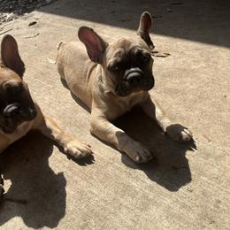 French Bulldog Puppies from Frenchies by the Border