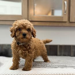 Scone-silver - Red male Cavapoo puppy in Tolono, Illinois from The Golden Rule Doodles