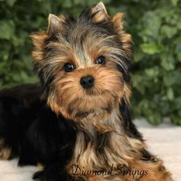 Diamond Springs Alexander The Great - Blue and gold male Yorkshire Terrier puppy in Placerville, California from Diamond Springs Boutique