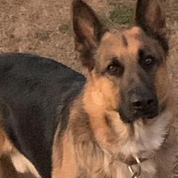 German Shepherds from Summer's German Shepherds