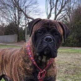 FUEGO - Bullmastiff