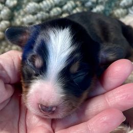 Black tricolor female - Black tri female Miniature Australian Shepherd puppy in Kingsport, Tennessee from Copper Line Aussies