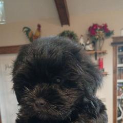 Green baby girl - Black female Shorkie puppy in Chipley, Florida from Relentless Homestead