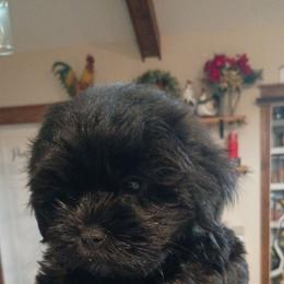 Green baby girl - Black female Shorkie puppy in Chipley, Florida from Relentless Homestead