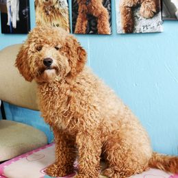 Faith - Goldendoodle