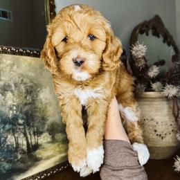Aspen - Red  female Goldendoodle puppy in Georgia from Mother of Golden Doodles