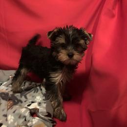 BB boy h - Blue and gold male Yorkshire Terrier puppy in Alburnett, Iowa from Hobbs Shire Yorkies