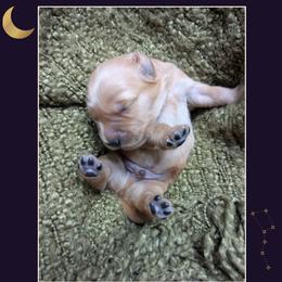 Sable - Golden male Golden Retriever puppy in Buckley, Washington from Chrysus Spirit Goldens