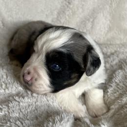 Blue Merle Female with Blue Eyes - Blue merle female Miniature Australian Shepherd puppy in Taunton, Massachusetts from Checkered Flag Champions Mini Aussies