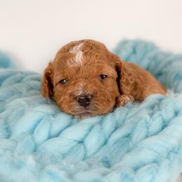 Hundley - Golden male Cockapoo puppy in Pledger, Texas from Sugarbear Cockapoos
