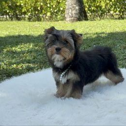 Aurora - Black and gold female Yorkshire Terrier puppy in Naples, Florida from 🤎 Dreaming Puppies 🐶