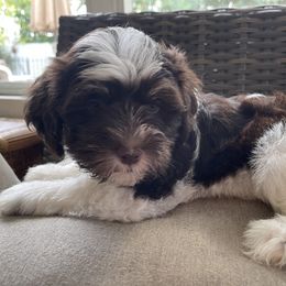Havanese Puppies from Hidden Bay Havanese