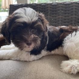 Havanese Puppies from Hidden Bay Havanese