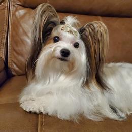 Yorkshire Terriers from Jamie's Yorkshire Terriers