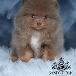 Seneca - Lavender female Pomeranian puppy in Fultonville, New York from Sandy Aussies & Pomeranians