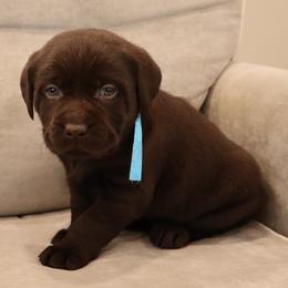 Riot - Chocolate male Labrador Retriever puppy in Camden, Indiana from Camden's Caring Canines