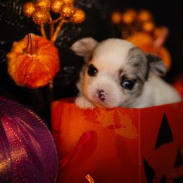 Chihuahua Puppies from Arizona Adventure Chihuahuas