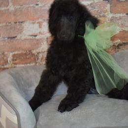Tecova - Black male Poodle puppy in Poplar Bluff, Missouri from Jazzy's Standards poodles