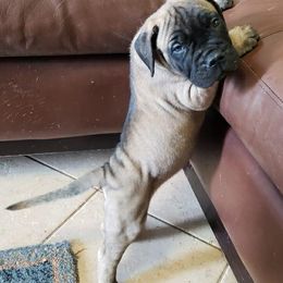 Bullmastiff Puppies from Carolina Bullmastiffs