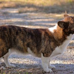 American Corgis and Pembroke Welsh Corgis from Cow Creek Corgis