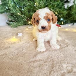Buddy - Blenheim male Cavapoo puppy in Spanish Fork, Utah from Sugar Doodles Pups