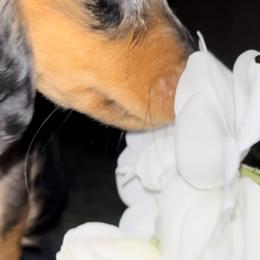 Dachshund Puppies from Dachshund Family Love Breeders