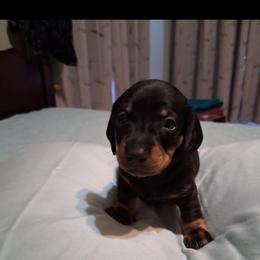 Dachshund Puppies from Va mini dachshunds