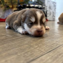 Pumpkin - Tri-color female Pomsky puppy in Tonasket, Washington from Washington Pomskies