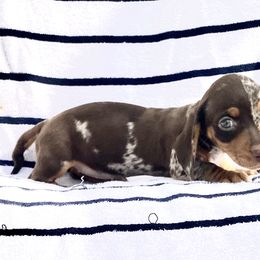 Red - Chocolate and tan Dachshund puppy in Silver Springs, Florida from DeMarsh's Dachshunds