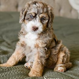 Sedona - Chocolate merle female Bernedoodle puppy in Tucson, Arizona from Sun Valley Goldendoodles