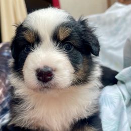 Oskar - Black tri-color male Australian Shepherd puppy in Martha’s Vineyard, Massachusetts from Cranberry Hill Aussies