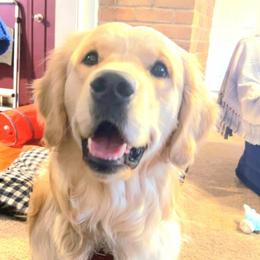 Golden Retriever puppies from Golden Meadows of Utah
