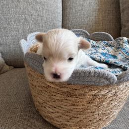 Lucy - White female Maltese puppy in Dallas, Texas from Dallas Darling Maltese